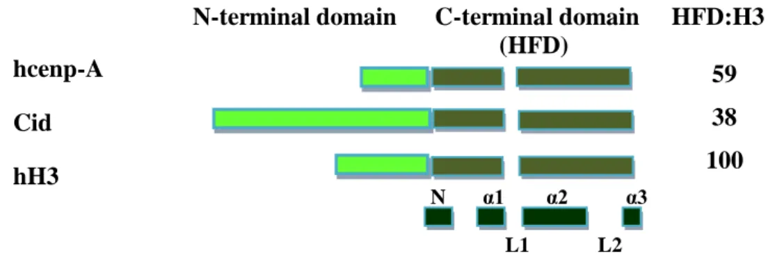 Figure I.4 - Structure of some of the centromeric variants of H3 (CenH3). In dark green we have the  organization  of  C-terminal  more  specifically  is  HFD