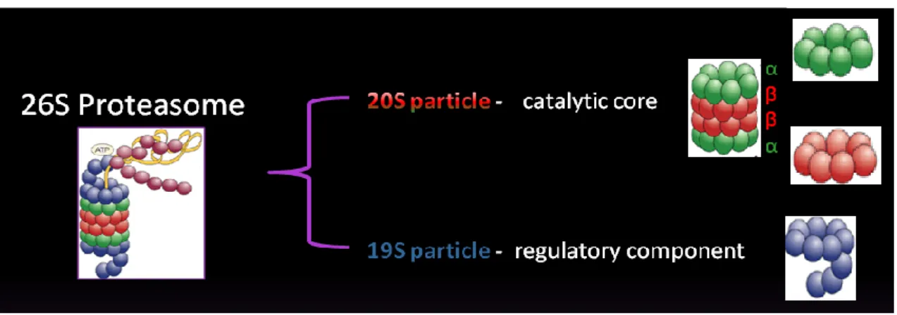 Figure I.5 - Schematic view of the 26S proteasome and it´s subunits.