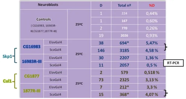 Figure R.2 Graphics with the result of the qRT-PCR experiments. Analysis of the efficiency of our RNAi  lines against the subunits of the SCF complex