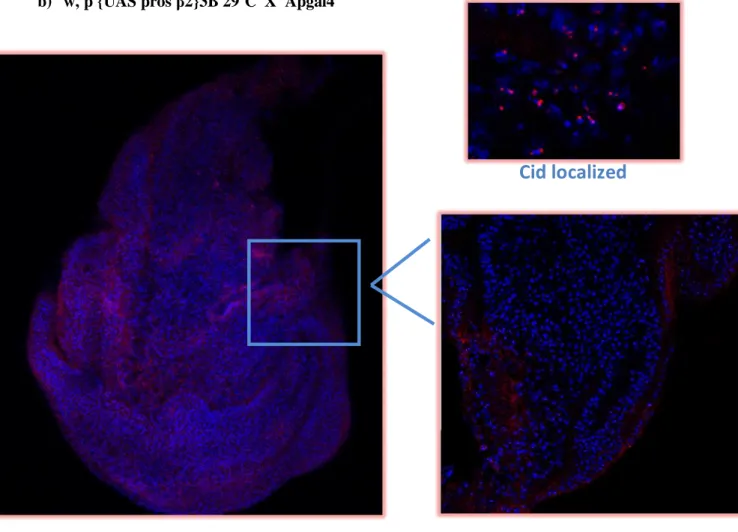 Figure R.4 – Analysis of the effect mutations in the proteasome in Cid localization in imaginal discs.
