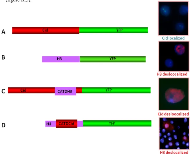 Figure  R.5  –  Transitory  transfection  of  Kc  cell  with  four  different  plasmids  by  the  method  of  Effectene: Estructural view A-pCid-YFP; B- pH3-YFP; C-pCid CATD  H3 -YFP and D- pH3 CATD  Cid  – YFP