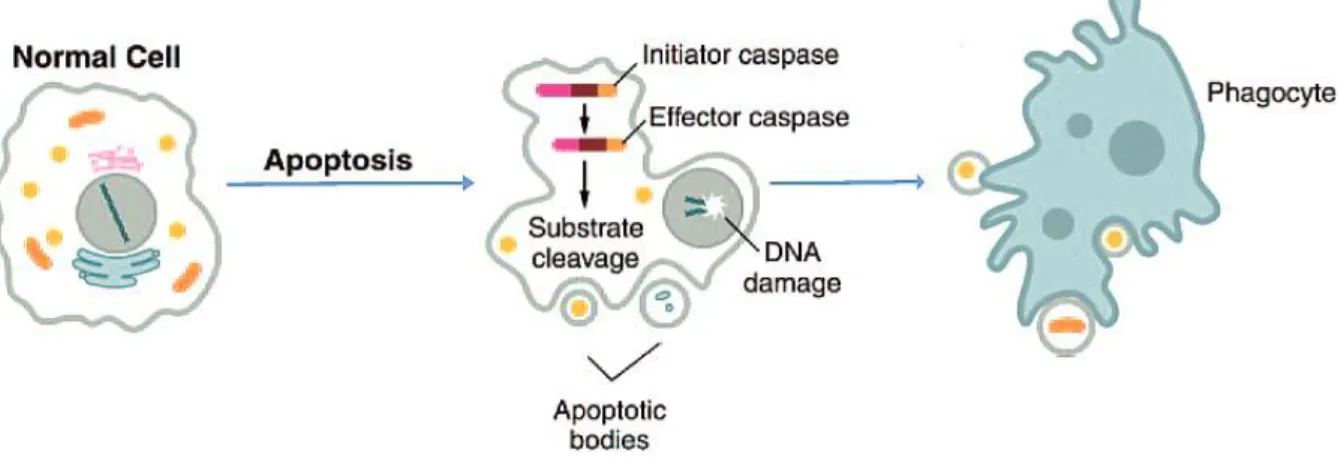 Figure 0.1. Representation of morphological transformations occurring during apoptosis and engulfment of the dying  cell  by  phagocytes