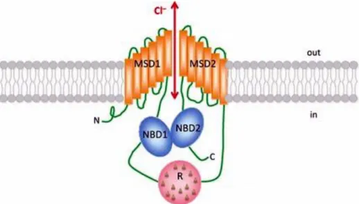 Figure 0.5. Scheme of CFTR structure. CFTR is inserted in the plasma membrane and contains two MSD domains (MSD1,  MSD2), two NBD domains (NBD1, NBD2) and one R domain with  multiple phosphorylation sites