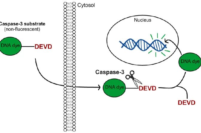 Figure 2.2. Mechanism of Caspase-3 activity detection by NucView™ 488 Caspase-3 substrate