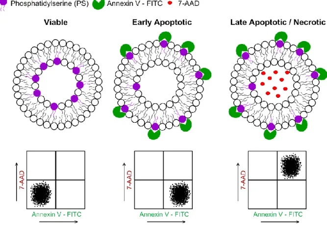 Figure 2.3. Schematic representation of dual staining with Annx V and 7-AAD. In a viable cell the plasma membrane is  intact  and  asymmetric,  therefore  Annx  V  and  7-AAD  fluorescence  intensity  is  negative  (lower-left  quadrant)