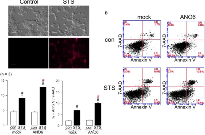 Figure 3.4. ANO6 contribution to PS exposure induced by the ROS-producer STS. A) Representative images from three  different experiments showing ROS production after treatment with 1 µM STS for 24h, monitored with MAK142 fluorescence