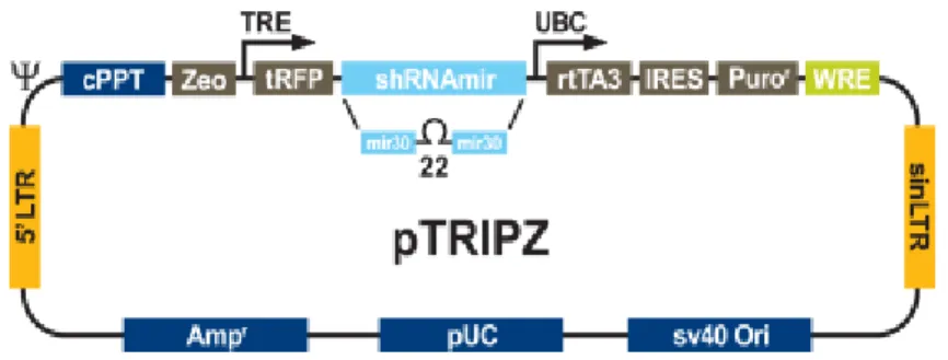 Figure  1.  pTRIPZ  lentiviral  inducible  shRNAmir.  The  pTRIPZ  transactivator,  known  as  the  reverse tetracycline transactivator 3 (rtTA3) binds to and activates expression from TRE promoters in  the presence of doxycycline