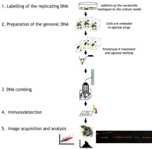 Figure 2. Molecular combing steps. Image described in the test above. 