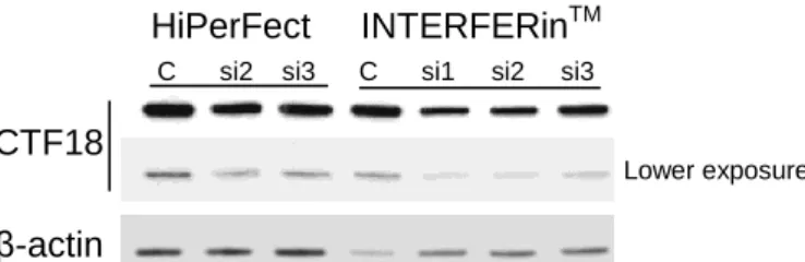 Figure 4.  Higher CTF18 downregulation is obtained with INTERFERin TM  and with si1 and 2