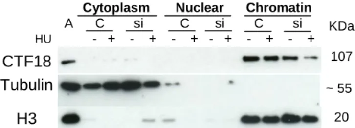 Figure 5. Double transfection with different siRNAs is not more efficient than with the same