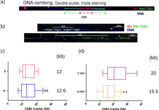 Figure 8. Replication fork progression is slower in cells treated with CTF18 siRNA and HU