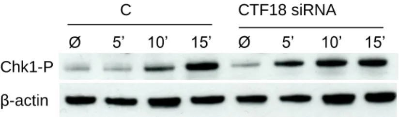 Figure  10:  The  replication  checkpoint  is  more  rapidly  activated  in  CTF18  depleted  cells.