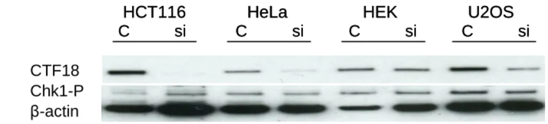 Figure 11. CTF18 amount is slighter in HeLa cells, but its downregulation is more efficient  in  HCT116  cell  line