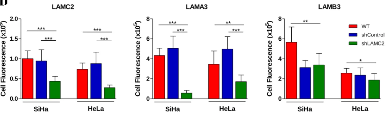 Figure 4.9 – Knockdown of LAMC2 chain affects the expression of LAMA3 and LAMB3 in SiHa and HeLa