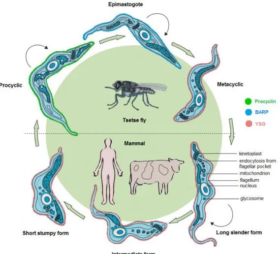 Figure  1.  Life  cycle  of  African  trypanosomes.  In  the  bloodstream  of  the  mammalian  host,  parasites  exist  as  a  polymorphic  population  of  bloodstream  forms  (BSFs)  consisting  of  dividing  (black  arrows)  slender  forms  and  cell  cy