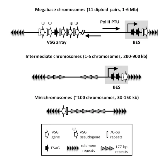 Figure 3. Distribution of VSG genes in the genome of T. brucei. Megabase chromosomes encode  all housekeeping genes, which are expressed in polycistronic transcription units (PTUs) by RNA  polymerase II (Pol II) (see 1.3.1 Transcriptional and post-transcri