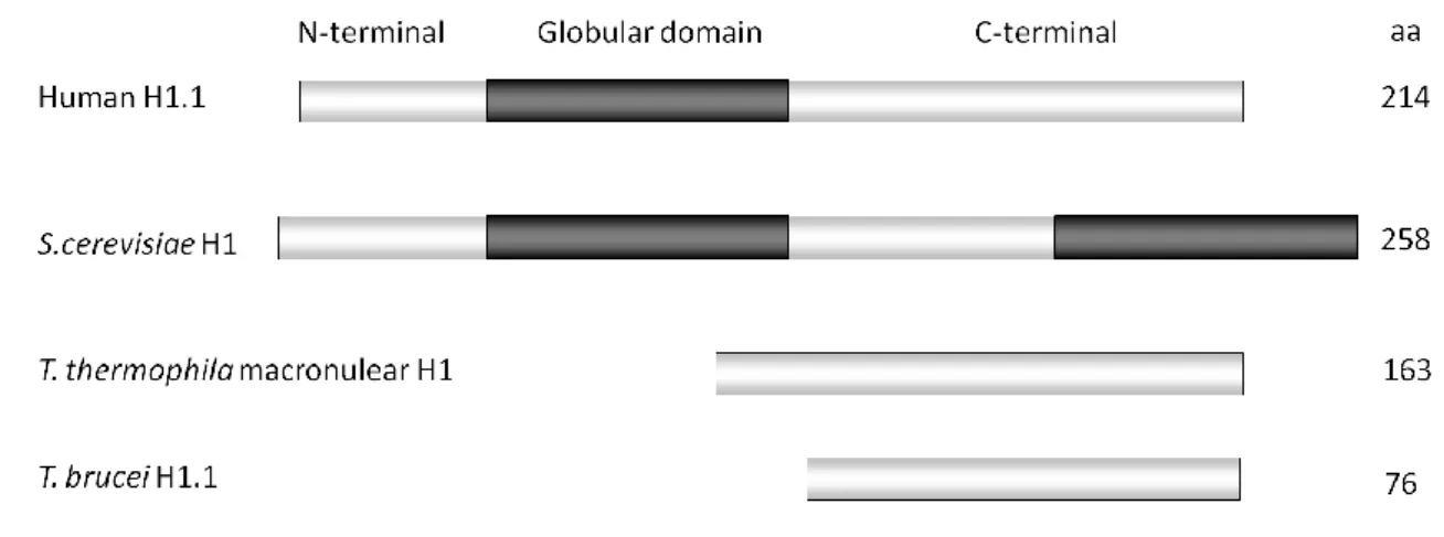 Figure  7.  Structural  diversity  of  histone  H1  proteins.  Diagram  depicting  the  major  structural  domains of histone H1 in different eukaryotes