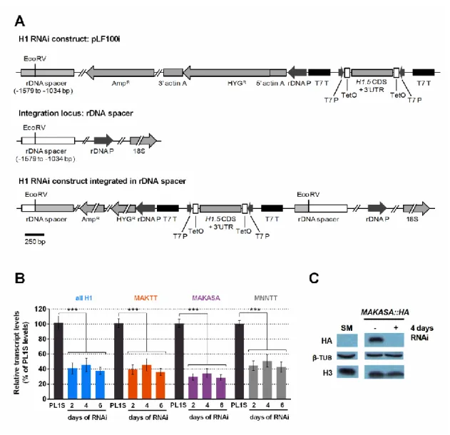 Figure  2.  H1  RNAi  depletes  ~60%  of  the  transcripts  from  all  histone  H1  classes
