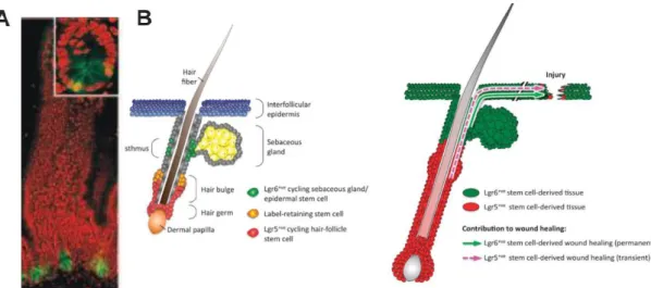 Figure 3- Adult stem cell compartments ensure epithelial homeostasis in the intestine adult hair-follicles and skin  and contribute to tissue  regeneration following injury