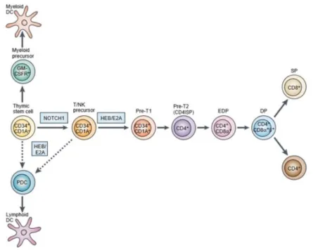 Figure  2. T  cell  development  in  the  thymus.  CD34+  precursors  originated  in  the  bone marrow  populate  the  thymus