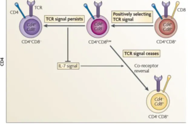 Figure  3. The  kinetic  signaling  model  of  CD4/CD8  lineage  specification.  Positively  selecting  TCR  signals  induce DP thymocytes to terminate Cd8 gene expression and to convert into CD4+CD8– intermediate thymocytes