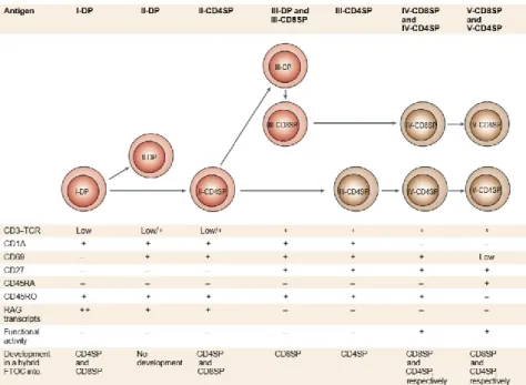 Figure 4. Model of late differentiation/maturation of T cells in the human thymus. In this model the sequential  steps of T cell differentiation and maturation of single-positive cells are defined by cell-surface markers
