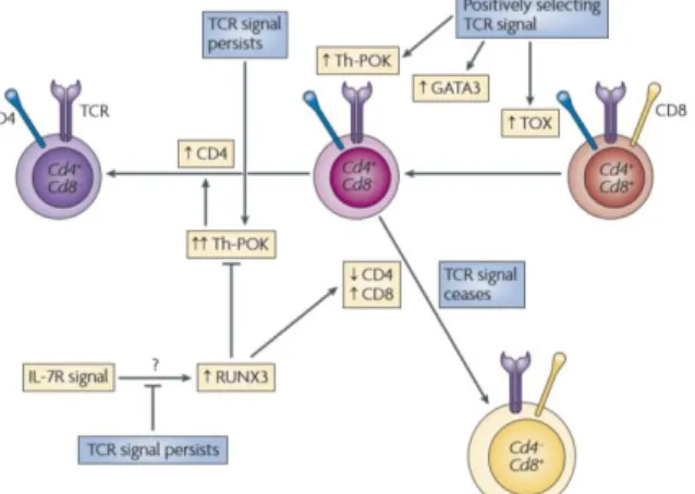 Figure 5. Signaling and transcriptional regulation of CD4/CD8 lineage fate choice. During positive selection,  TCR signals upregulate GATA3 and ThPOK expression