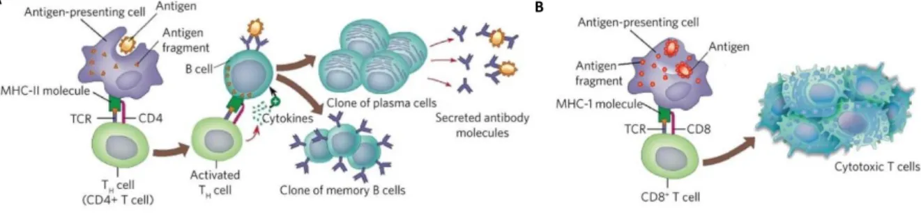 Figure 6. CD4 vs CD8 T cell response. A. CD4-helper responses. APCs present antigens to CD4 T cells through  MHC Class II molecules inducing cell activation