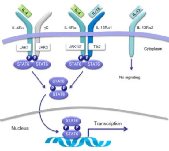 Figure  7. Membrane  receptors  and  intracellular  signaling  pathways  activated  by  IL-4  and/or  IL-13
