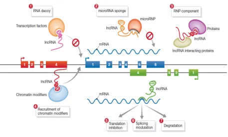 Figure  2:  Mechanisms  of  lncRNA  function.  Studies  have  described  several  mechanisms  by  which  lncRNAs  regulate their targets: (1) lncRNAs can act as RNA decoys and prevent transcription factors to bind to their DNA  targets; (2) at a post-trans