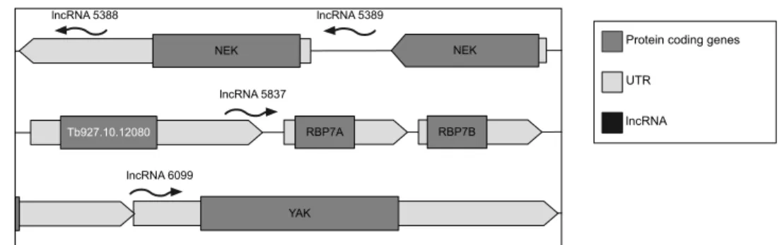Figure  4:  Genomic  localization  of  candidate  lncRNAs.  LncRNA5388  is  defined  as  375bp  in  length  and  is  located  within  the  annotated  3’UTR  of  the  NEK  gene  (Tb927.10.5930)