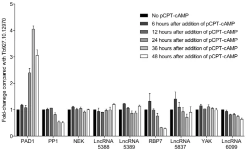 Figure 5: Transcript levels of candidate lncRNAs and nearby genes during stumpy formation