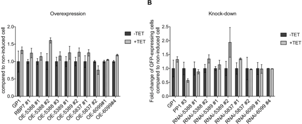 Figure  6:  Phenotypic  screen  for  stumpy  formation  using  gain-  and  loss-of-function  approach