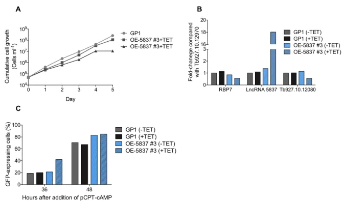 Figure  9:  Characterization  of  the  lncRNA5837  overexpression  mutant  using  pDex-577  without  Aldolase  3’UTR