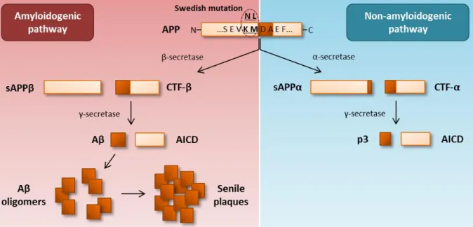 Figure I.1 | Metabolism of the amyloid precursor protein (APP) and representation of the Swedish mutation