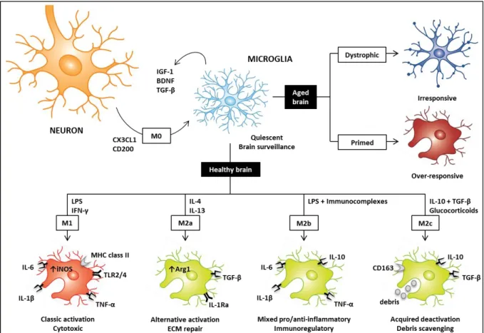 Figure I.2 | Microglial phenotypes in the healthy (M0, M1, M2a, M2b and M2c) and aged (dystrophic and primed) brain