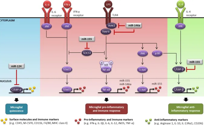 Figure  I.3  |  Regulation  of  inflammation  and immunity  by  miR-124,  miR-155  and  miR-146a