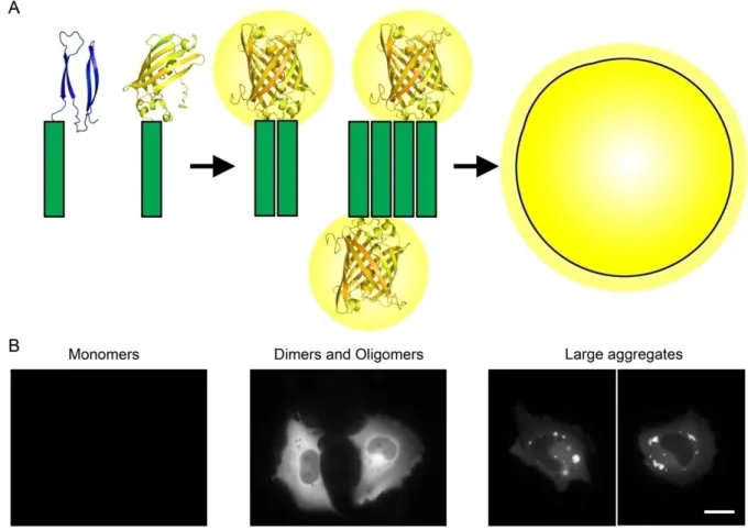 Figure 4. Schematic representation of the BiFC cellular model used for the visualization of mutant Httex1  oligomeric species in living mammalian cells