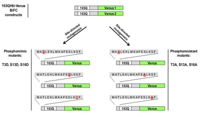 Figure  5.  Schematic  representation  of  the  phosphomimic  and  phosphoresistant  mutants