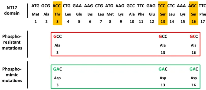 Figure 7. Selected mutant triplets for the production of phosphoresistant or phosphomimic mutations
