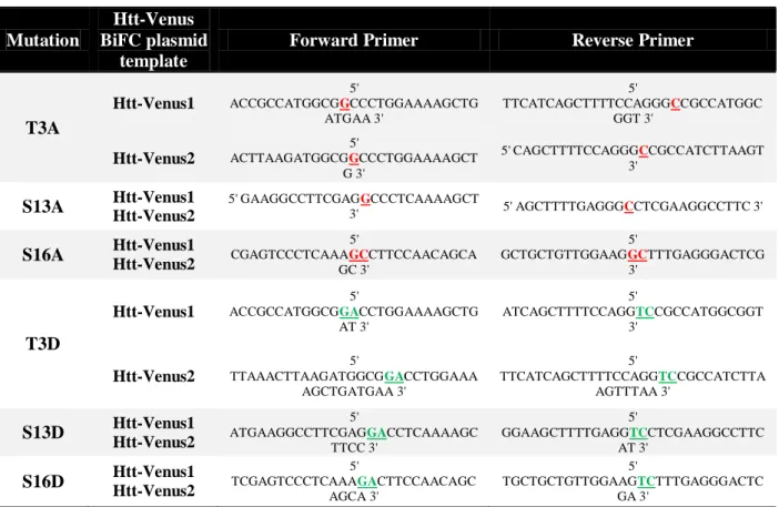 Table I. Primers for site-directed mutagenesis. In red are represented the specific nucleotide mutation that will  confer  phosphoresistant  properties  to  the  residue,  and  in  green,  the  selected  nucleotide  substitution  for  the  generation of ph