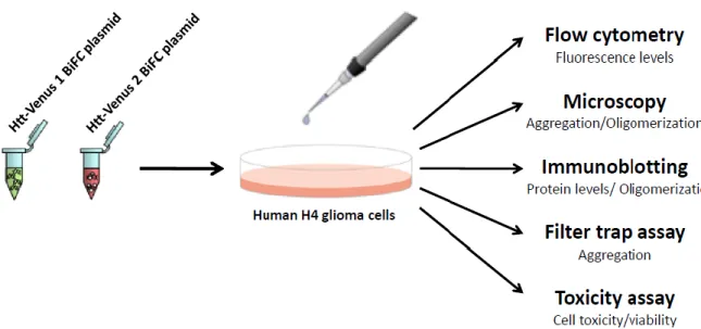 Figure 8. Testing the behavior of Htt-Venus BiFC mutant constructs in H4 cells. Cells were transfected with  the phosphomutant (phosphomimic or phosphoresistant mutants), non-mutated (103QHtt-Venus) or wt 