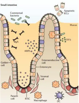 Figure 1: Schematic representation of the small intestine epithelium and the underlying Lamina Propria (31)