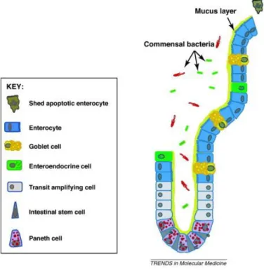 Figure 2: Schematic representation of a small section of the intestinal barrier, showing a crypt (bottom) and the tip  of a villus (top), along with the various subtypes of cells and their localizations