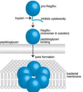 Figure  4:  Bactericidal  mechanism  of  REG3A:  After  being  secreted in its inactive form, it is converted to the active form  (as  a  monomer)  by  the  action  of  trypsin