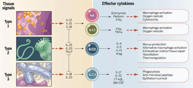 Figure 5:  The type of alert cytokines associated with each pathogen and the way that innate lymphoid cells respond  to them, with the corresponding global effect caused by that response (13)