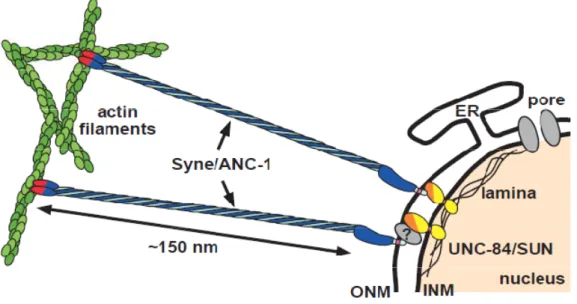 Figure 1. The LINC complex connects the NE to actin filaments. 