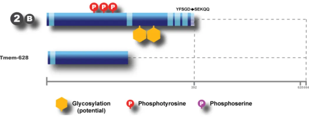 Figure 3. Tmem201 constructions that were injected. 