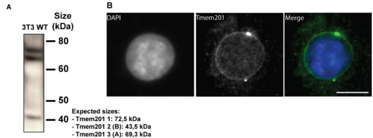 Figure 6. Tmem201 antibody efficiently recognized the Tmem201 isoforms, localized in NE
