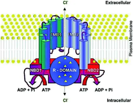 Figure  1.4.  Scheme  of  CFTR  structure.  CFTR  is  located  within  the  plasma  membrane  and  is  composed  of  two  transmembrane  domains  (TMD1,  TMD2),  two  NBD  domains  (NBD1,  NBD2)  and  one  R  domain  with  multiple  phosphorylation sites